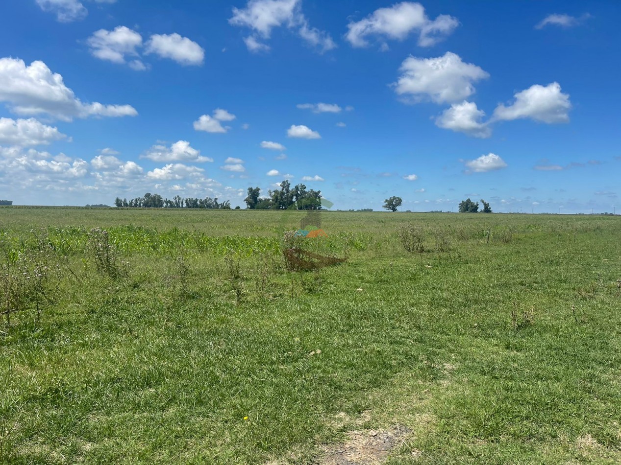 106 ha ganadero - gral alvear