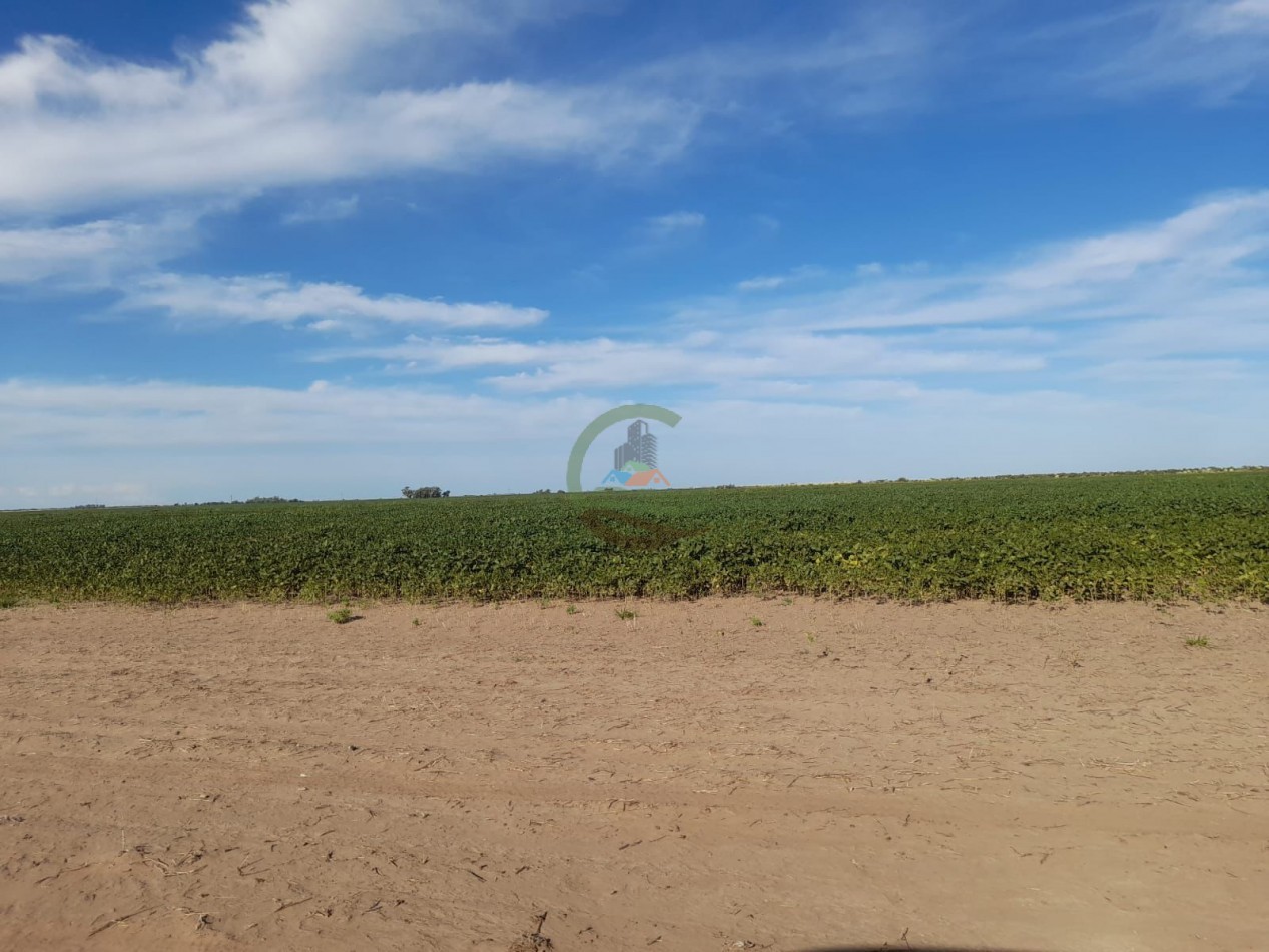 2200 Ha Agricolas - Laboulaye - Cordoba