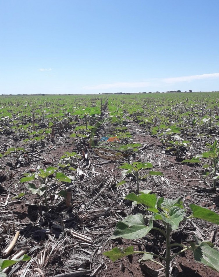 8600 HA MIxtas - San Luis