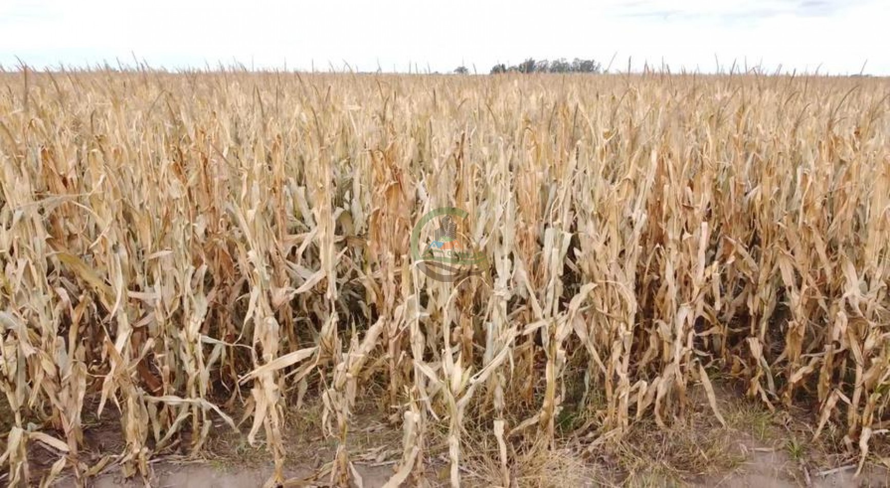 300 Ha Agricolas - Armstrong - Santa Fe