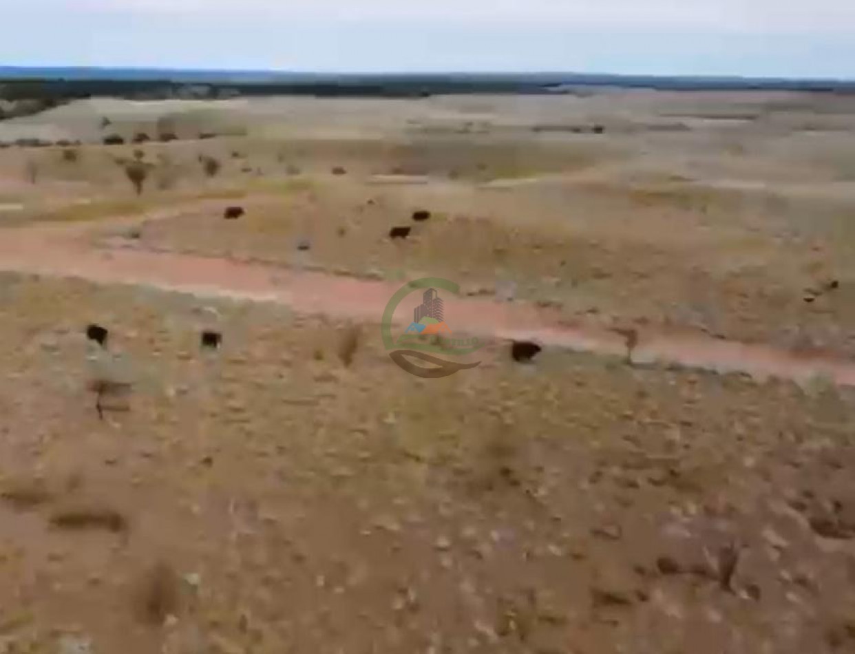 4000 Ha Coto de Caza - Hucal - La Pampa