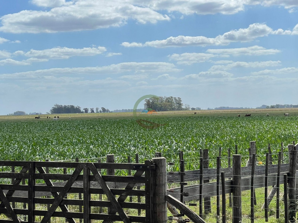 78 ha Mixtas - Saladillo