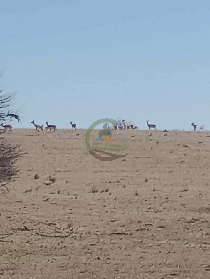 2500 ha Coto de caza - Quehue - La Pampa