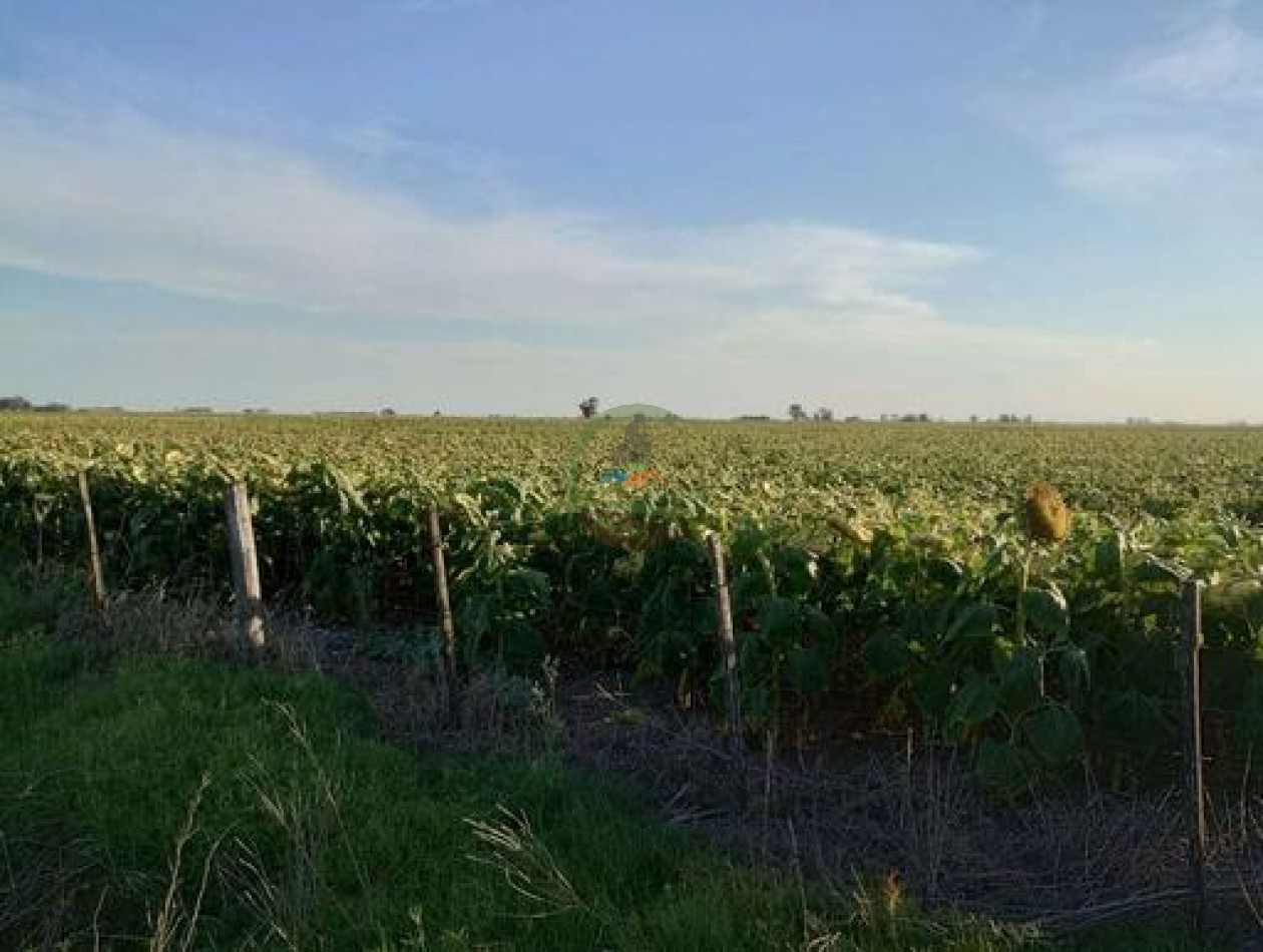 170 Ha Agricolas - Pehuajo 