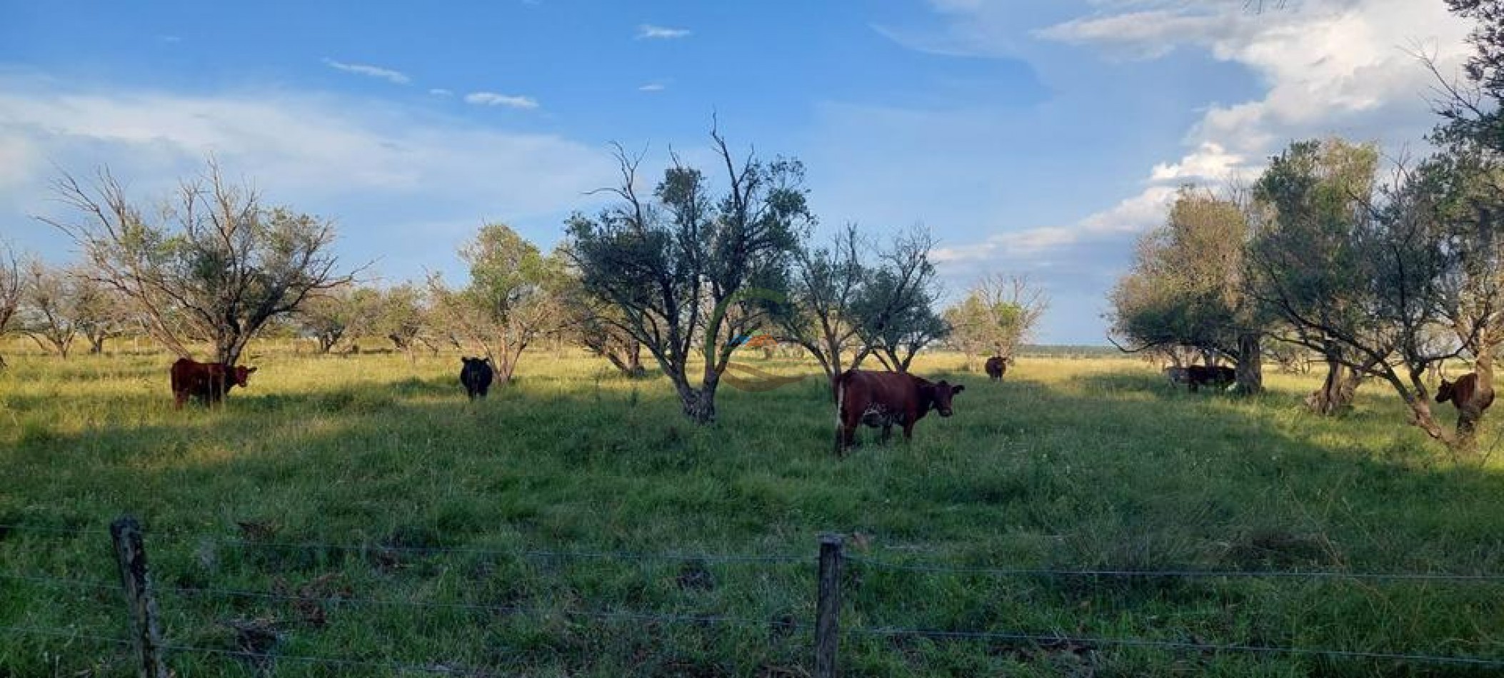 218 Ha Ganadero - Chajari - Entre Rios