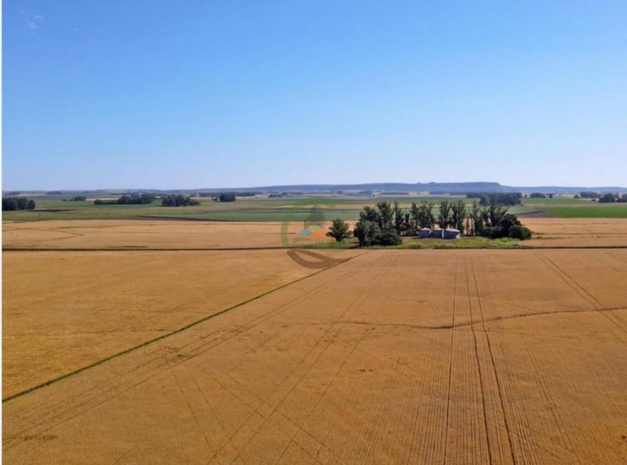 1970 Ha Agricolas - Balcarce