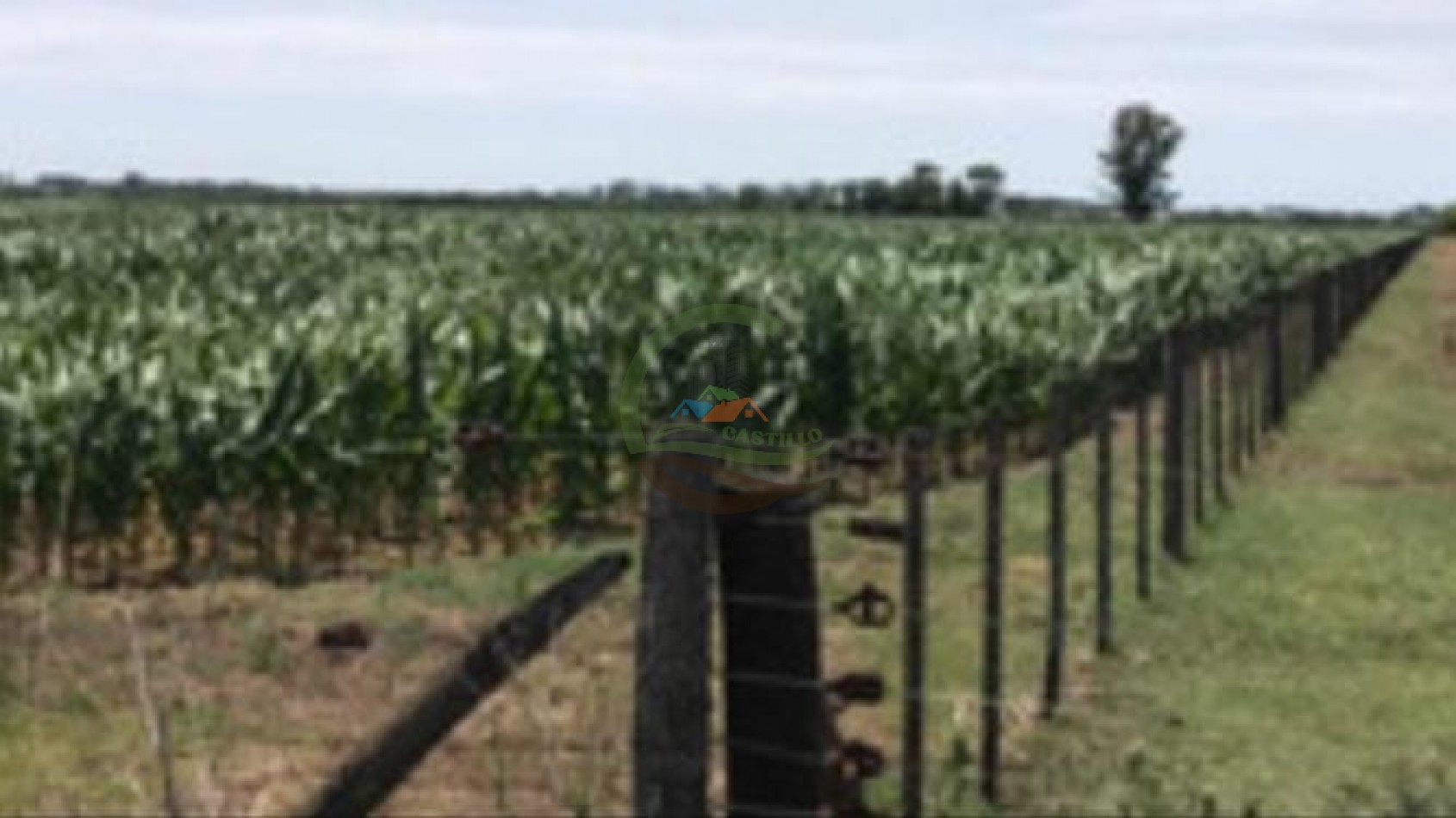 177 ha Mixtas - Pergamino 