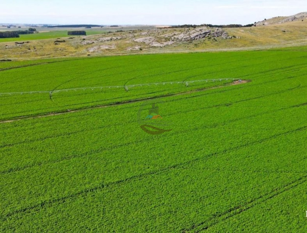 1970 Ha Agricolas - Balcarce