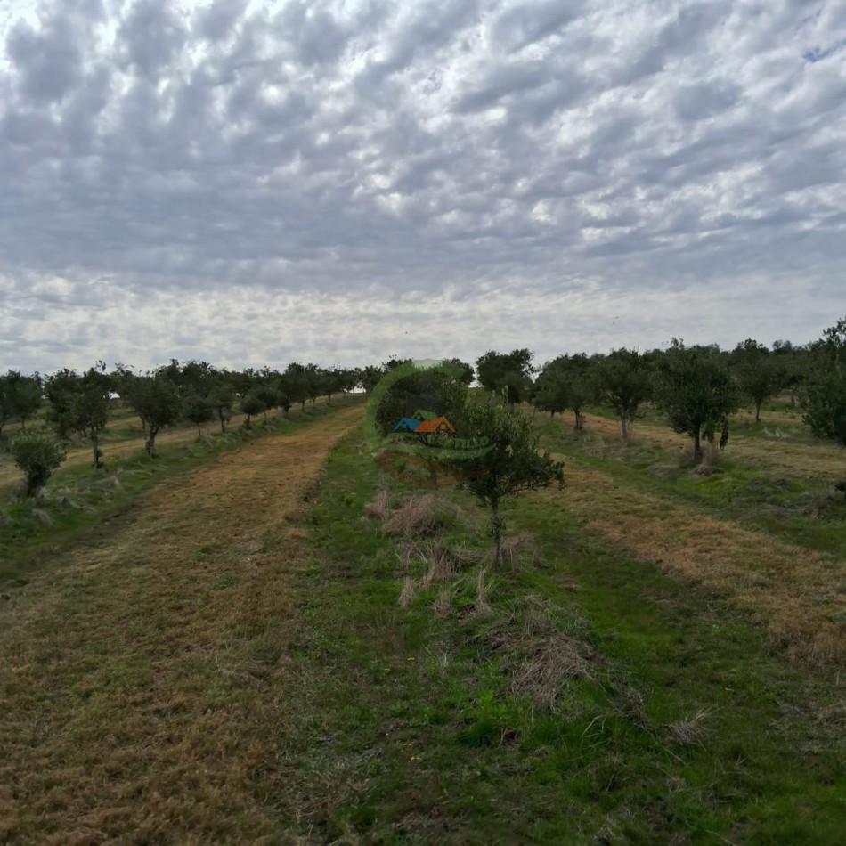320 Ha Mixtas -  Maldonado - Uruguay