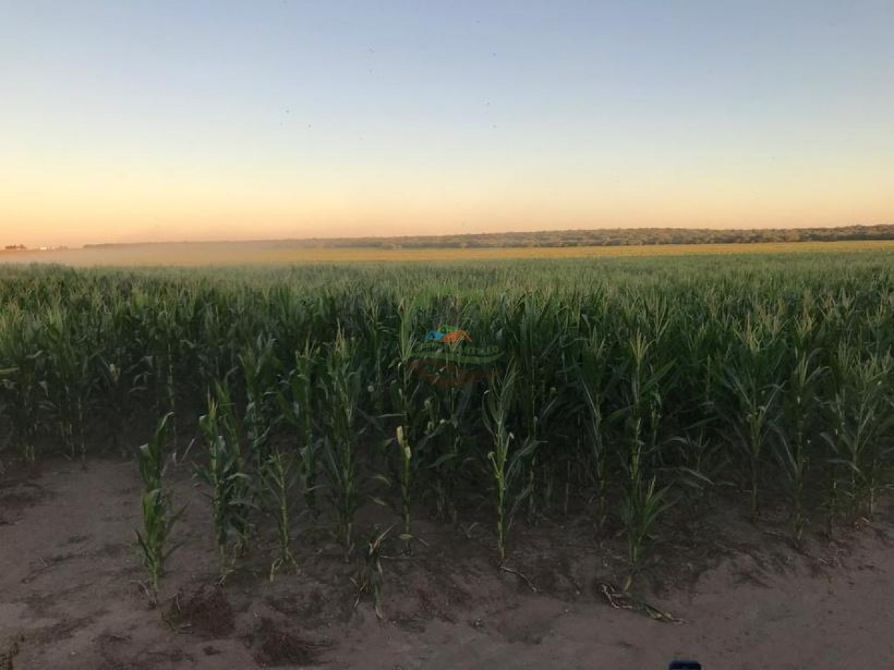 3330 ha Mixto - La Maruja - La Pampa