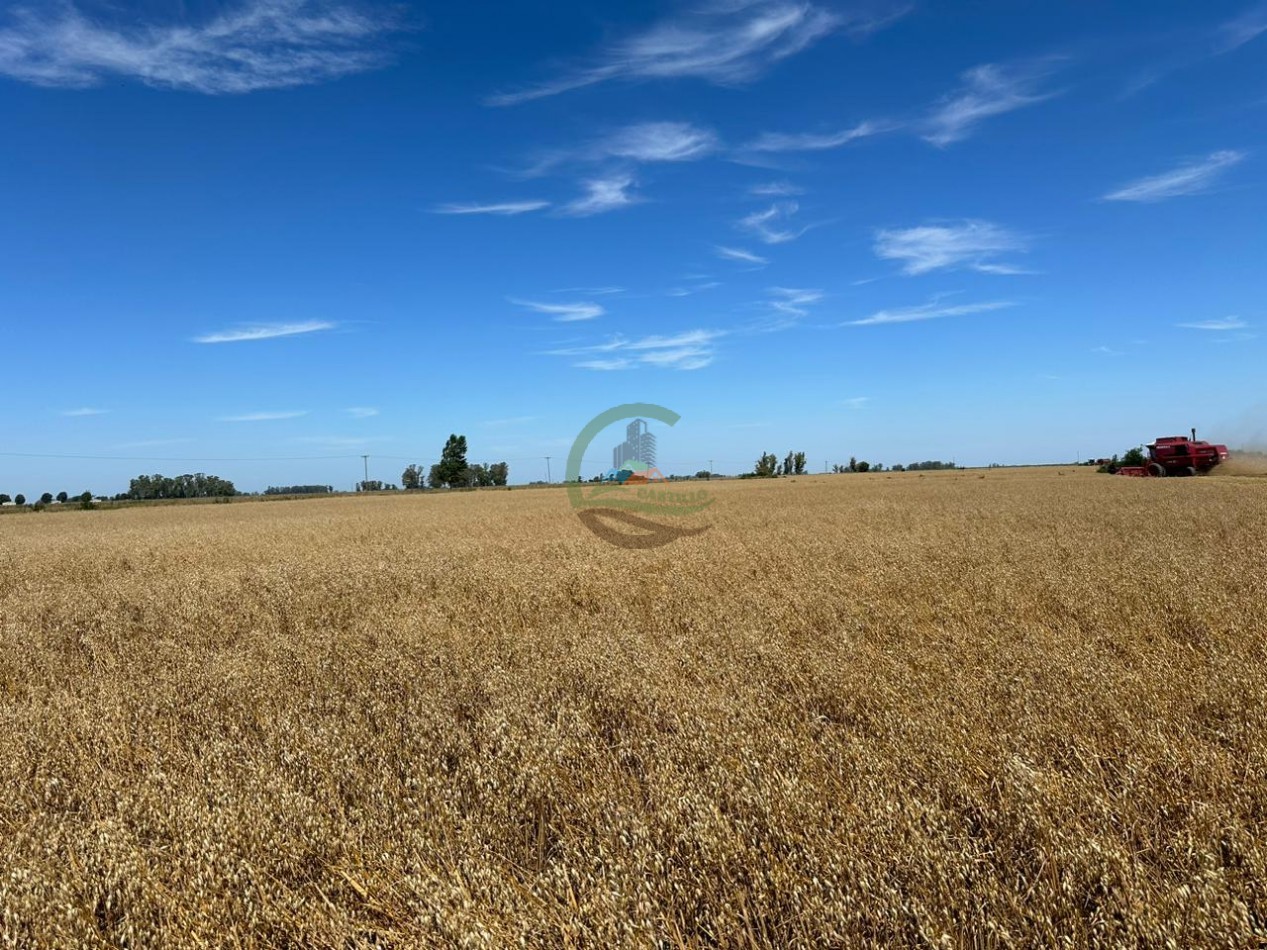 20 ha agricolas - roque perez 