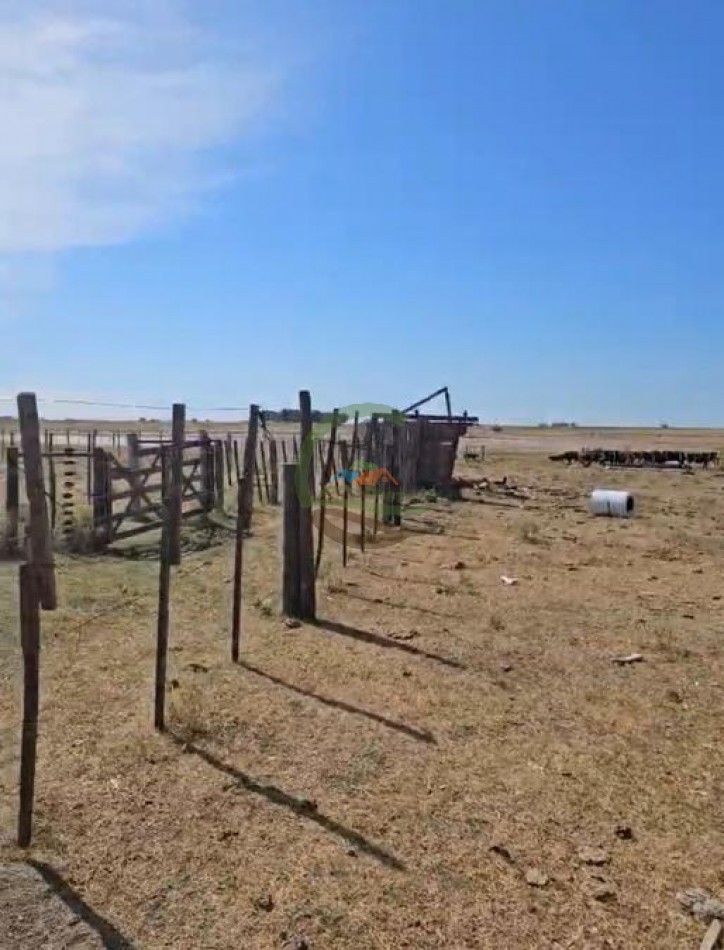 200 Ha Ganadero - Villa Iris - Buenos Aires