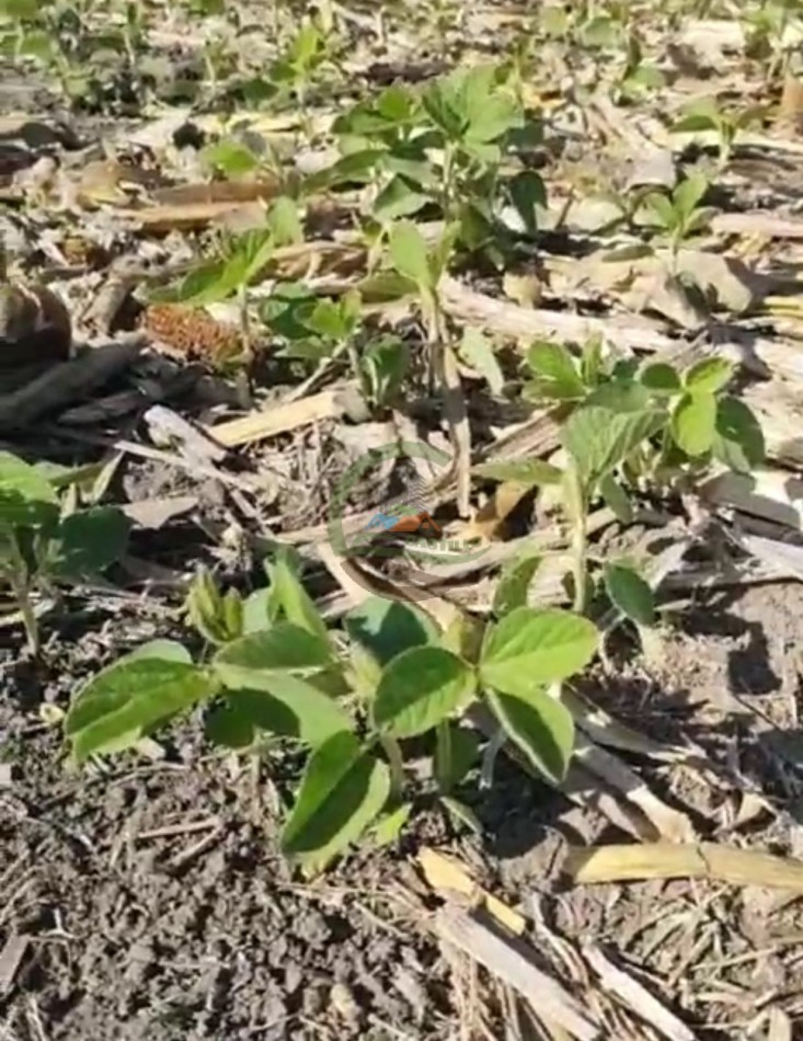 70 ha Agricolas - daireaux