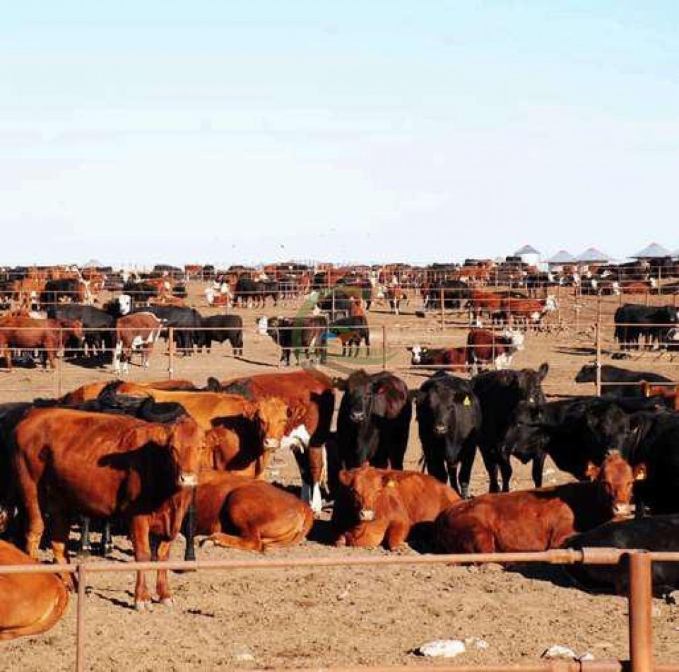 Frigorifico - con feedlot- Exportadora - La Adela - La Pampa