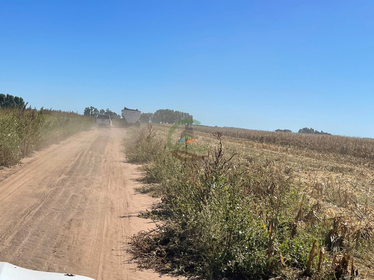 265 HA Agricolas - Saladillo