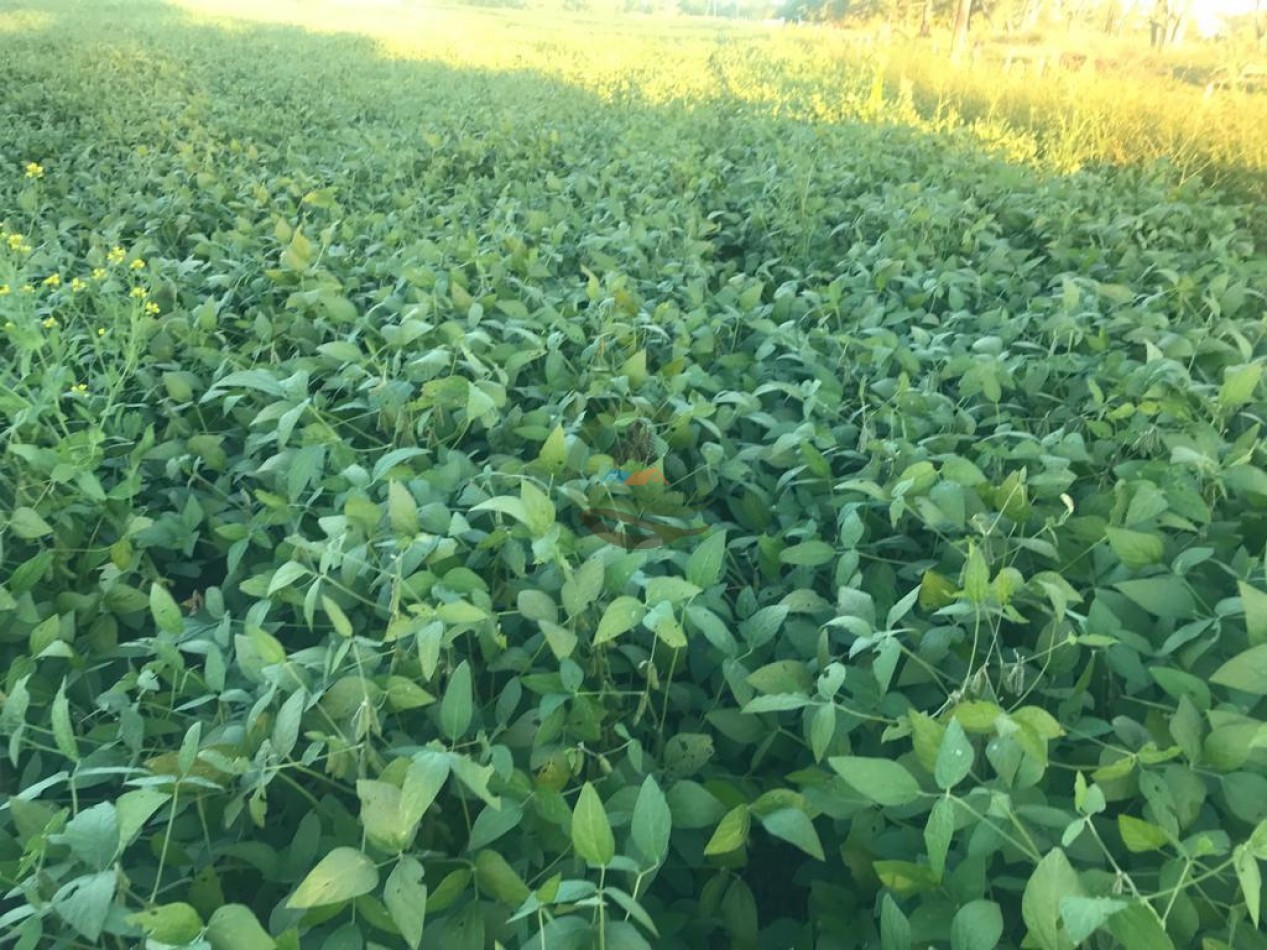 210 ha Agricolas - 25 de MAyo 