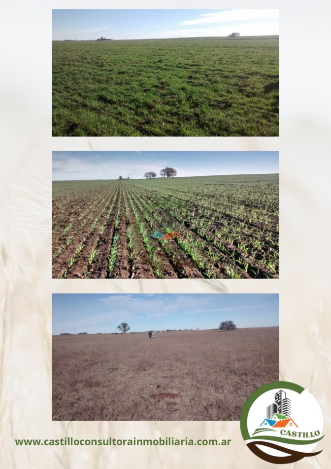 300 ha mixtas - adolfo alsina