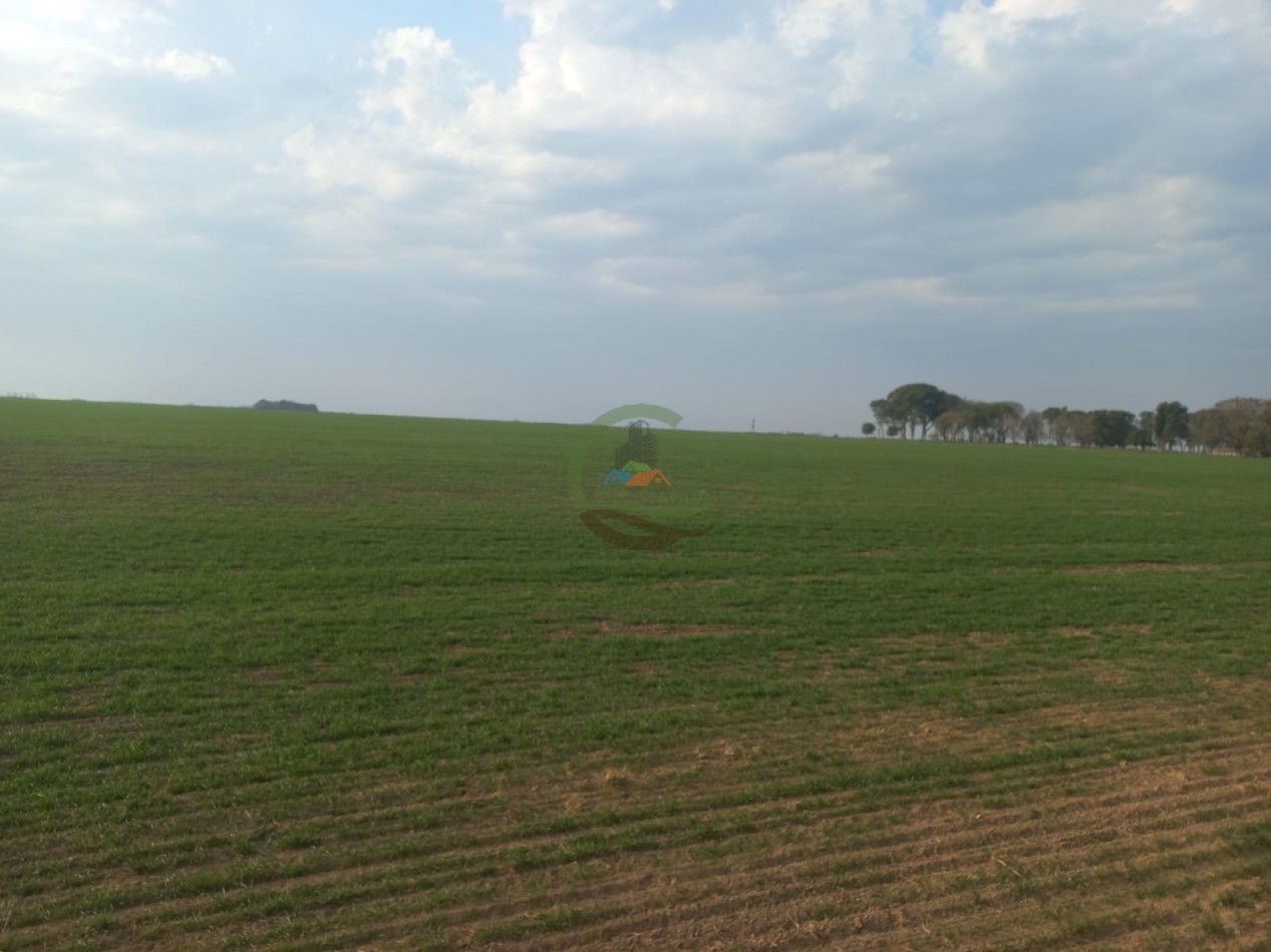 709 Ha Agricolas - San Justo - Santa Fe