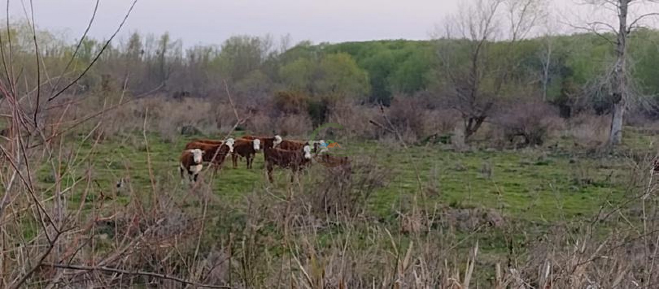 1577 Ha  Ganadero - Gualeguaychu - Entre Rios