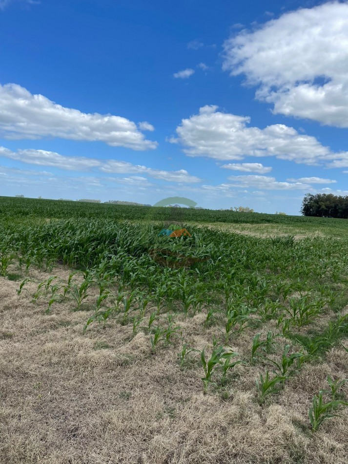 78 ha Mixtas - Saladillo