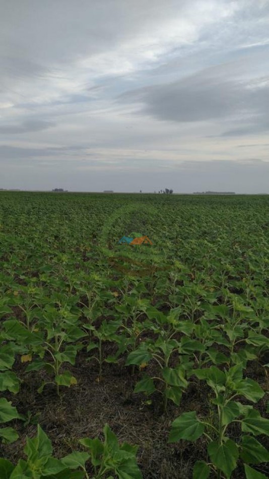 179 Ha Mixto - Tres Arroyos - Micaela Cascallares - Alquiler