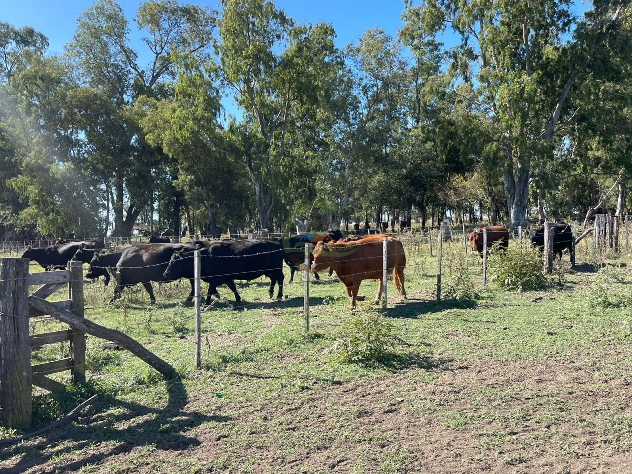 81 ha Mixto - Alvear
