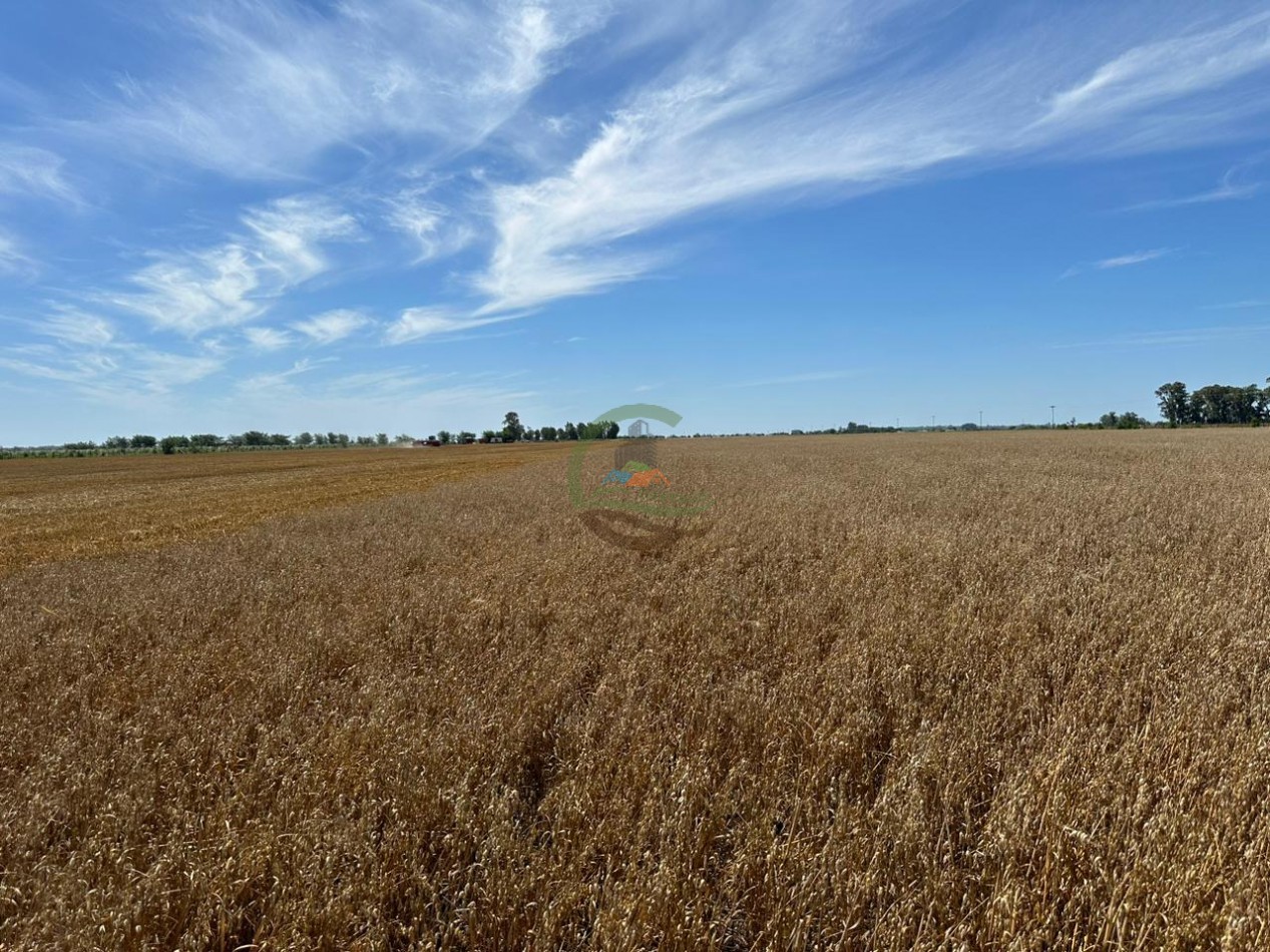 20 ha agricolas - roque perez 