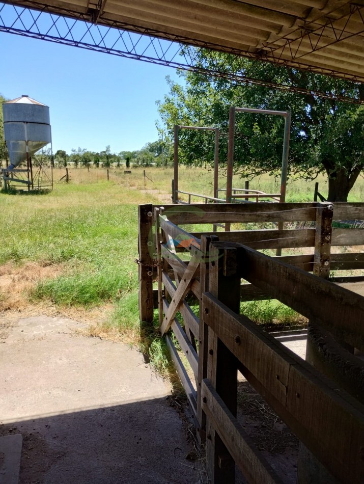 83 ha Ganadero - Saladillo