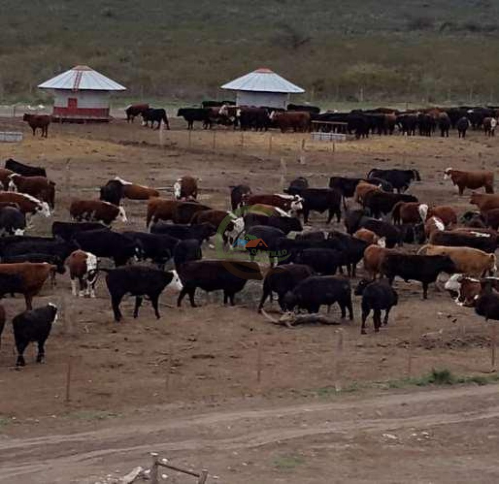 Frigorifico - con feedlot- Exportadora - La Adela - La Pampa