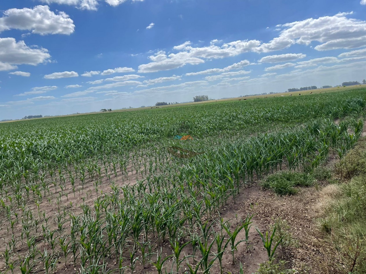 78 ha Mixtas - Saladillo