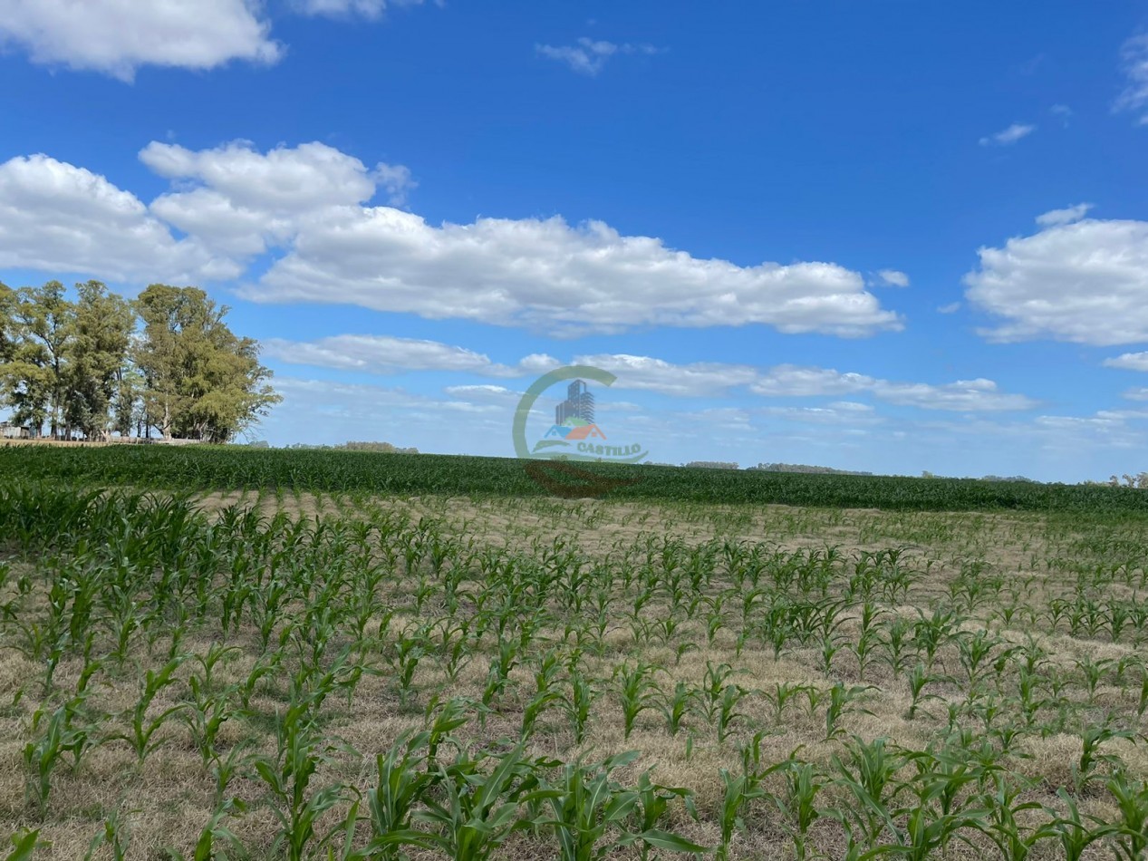 78 ha Mixtas - Saladillo