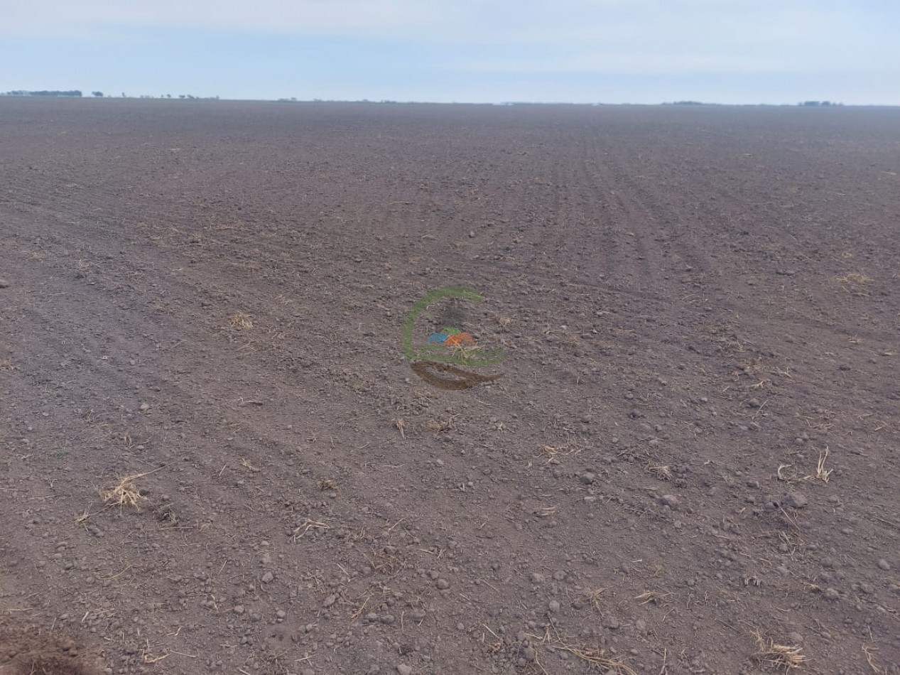 800 Ha Agricolas - Rufino - Santa Fe