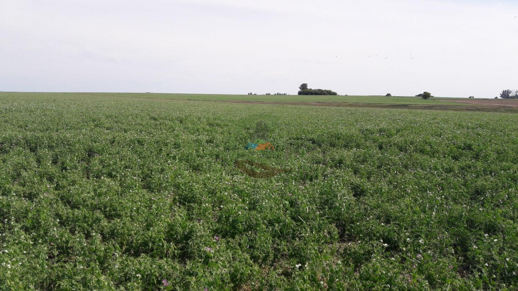 575 Ha Agricolas - Victoria - Entre Rios