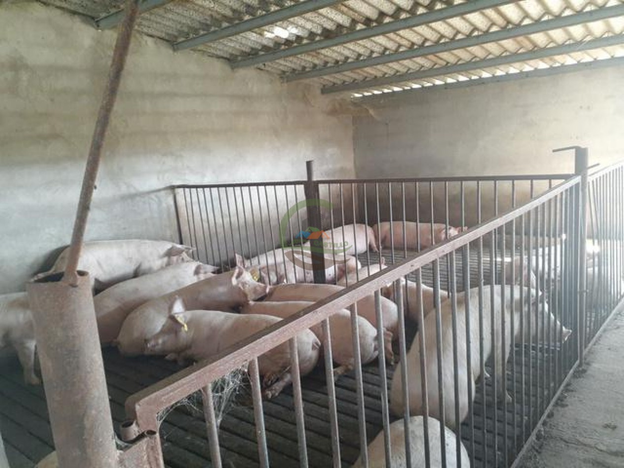 95 Ha Granja de Cerdos - Trenque Lauquen