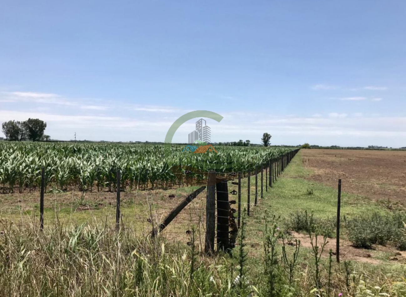 177 ha Mixtas - Pergamino 