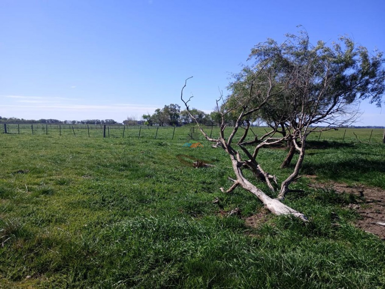 150 ha Ganaderas - 25 de Mayo