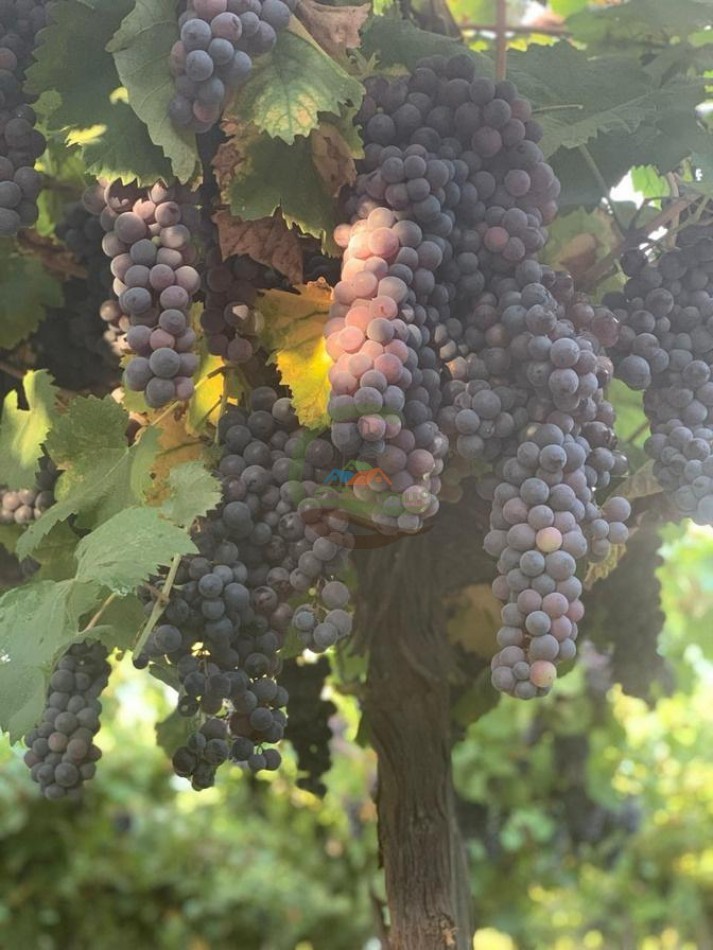 30 ha Finca - San Francisco - Mendoza