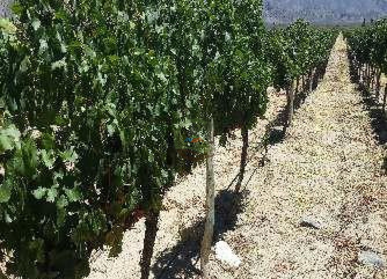 420 Ha Mixtas - El Nogalar - Viñedo y Bodega - Tucuman 