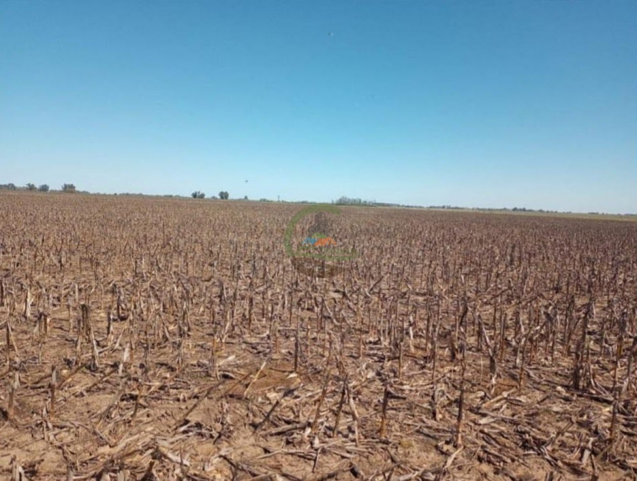 595 ha Agricolas - Pergamino