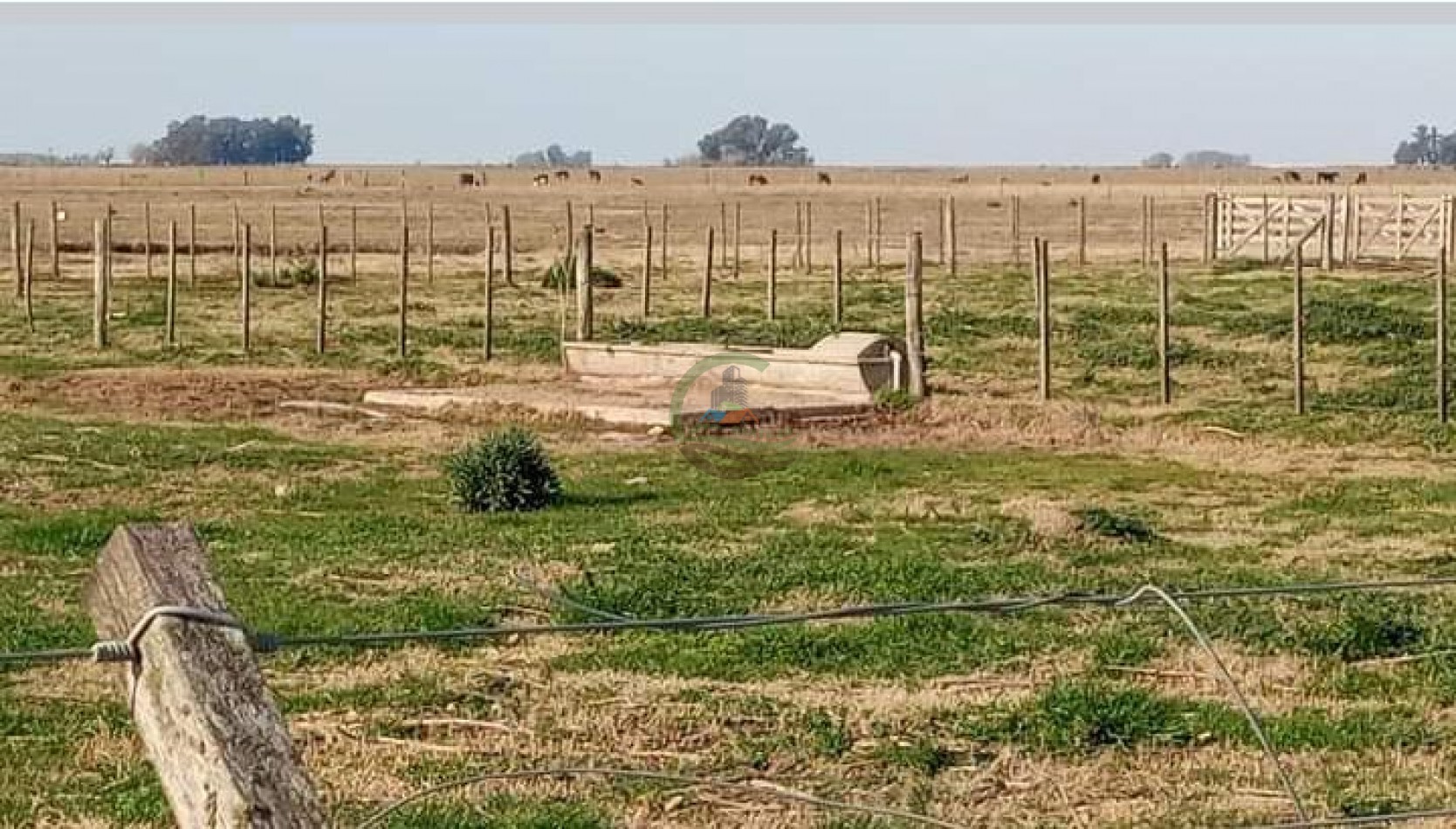 200 ha MIxtas . Tapalque 