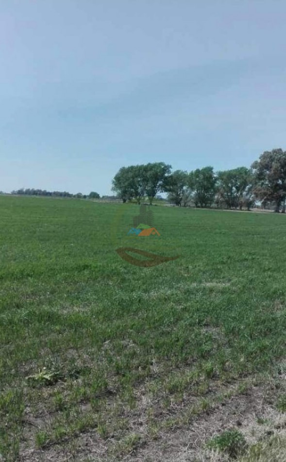 25 ha Mixto - Olavarria 