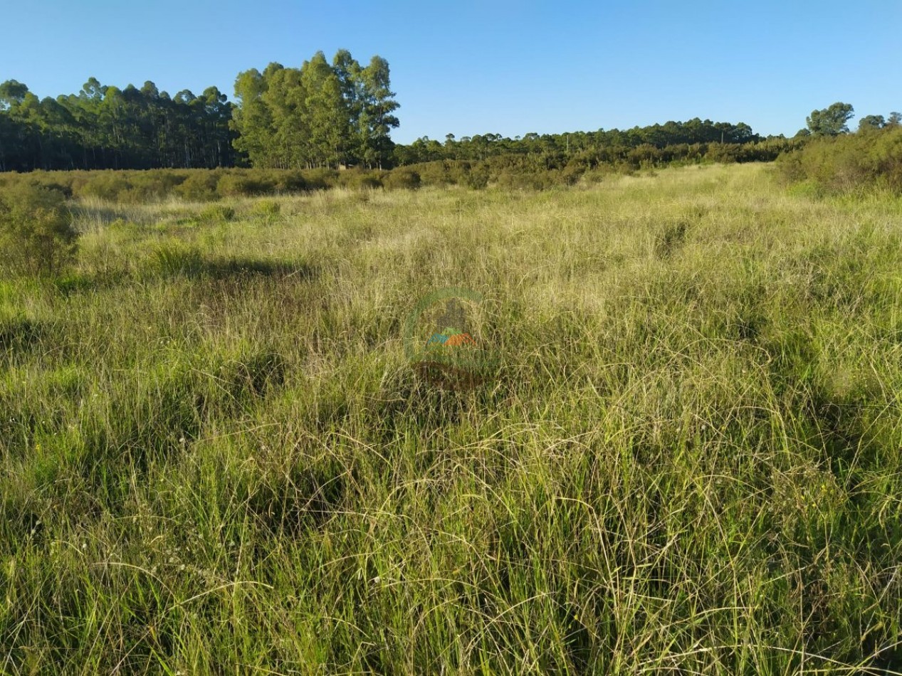 650 Ha Ganaderas - El Catete - Uruguay