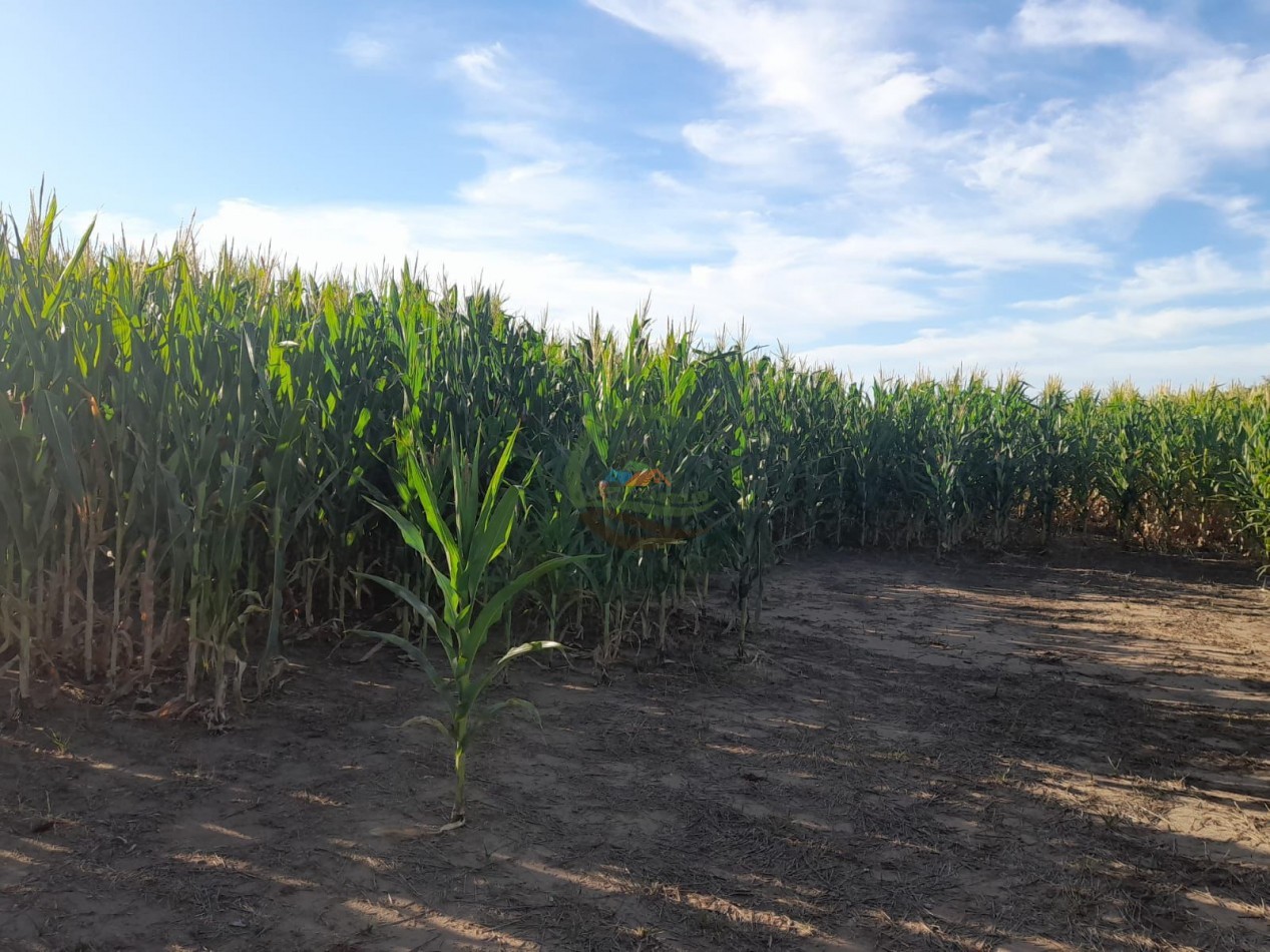2200 Ha Agricolas - Laboulaye - Cordoba