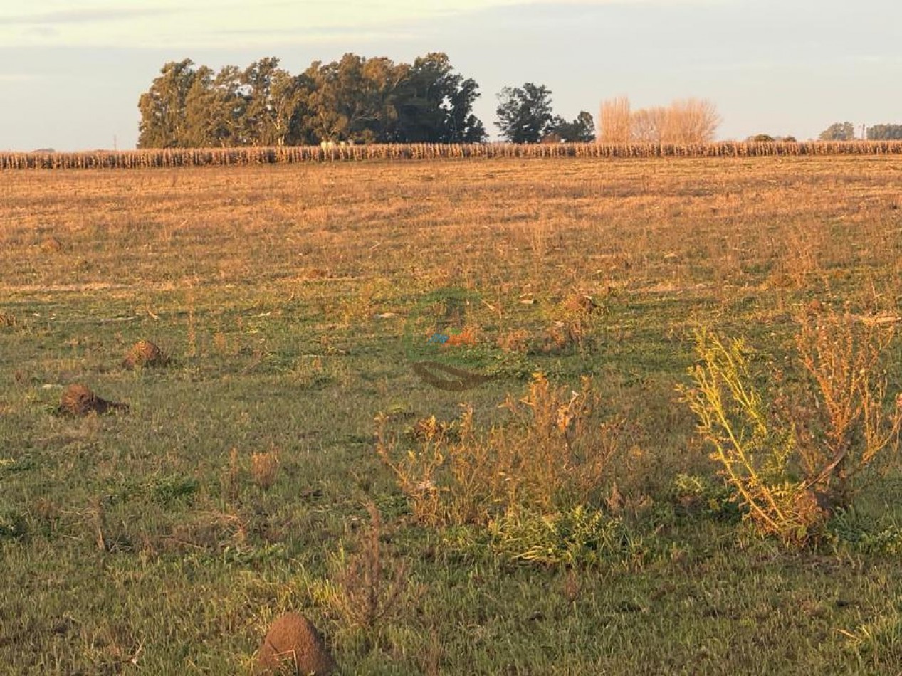 60 Ha Mixto - Bolivar
