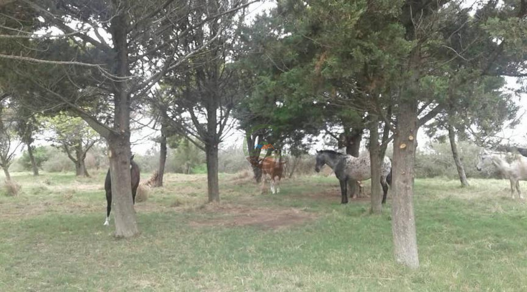800 Ha Mixto San Francisco - Cordoba