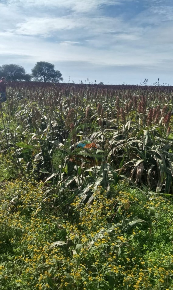 1125 ha Subdividido en tres fracciones mixto - Tucuman