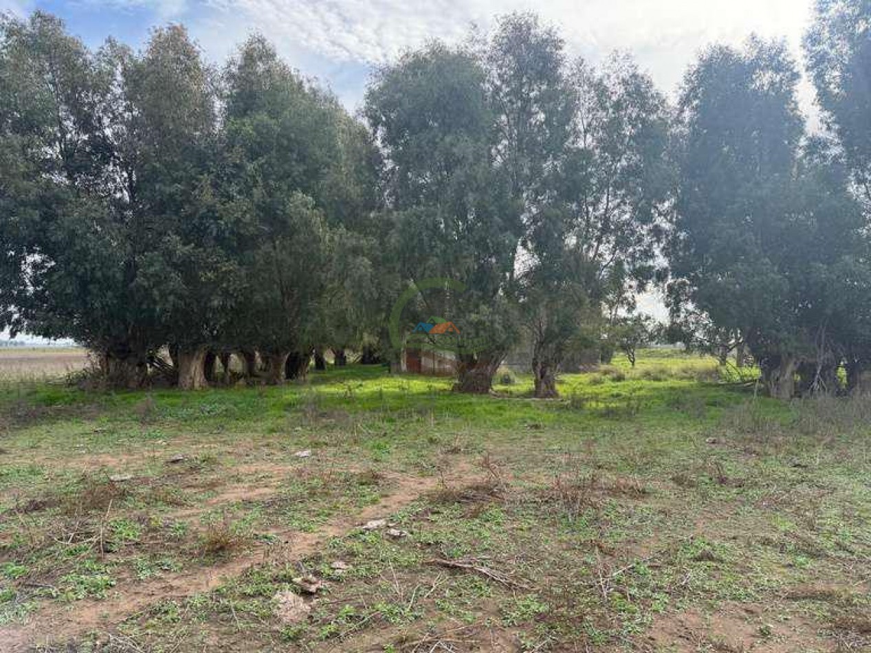 639 Ha Mixto - Urdampilleta - Bolivar