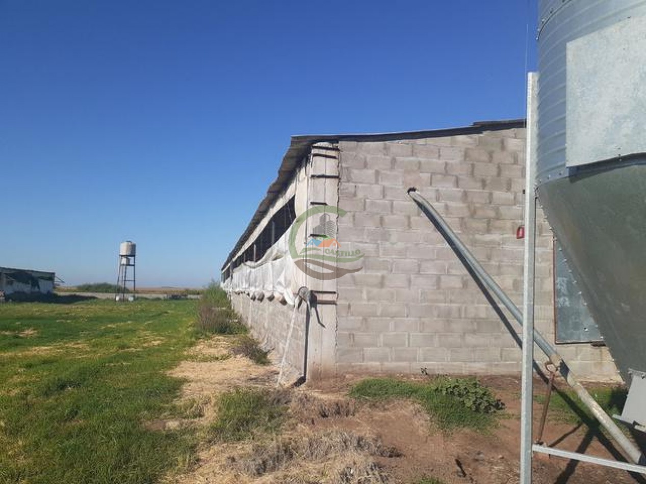 95 Ha Granja de Cerdos - Trenque Lauquen