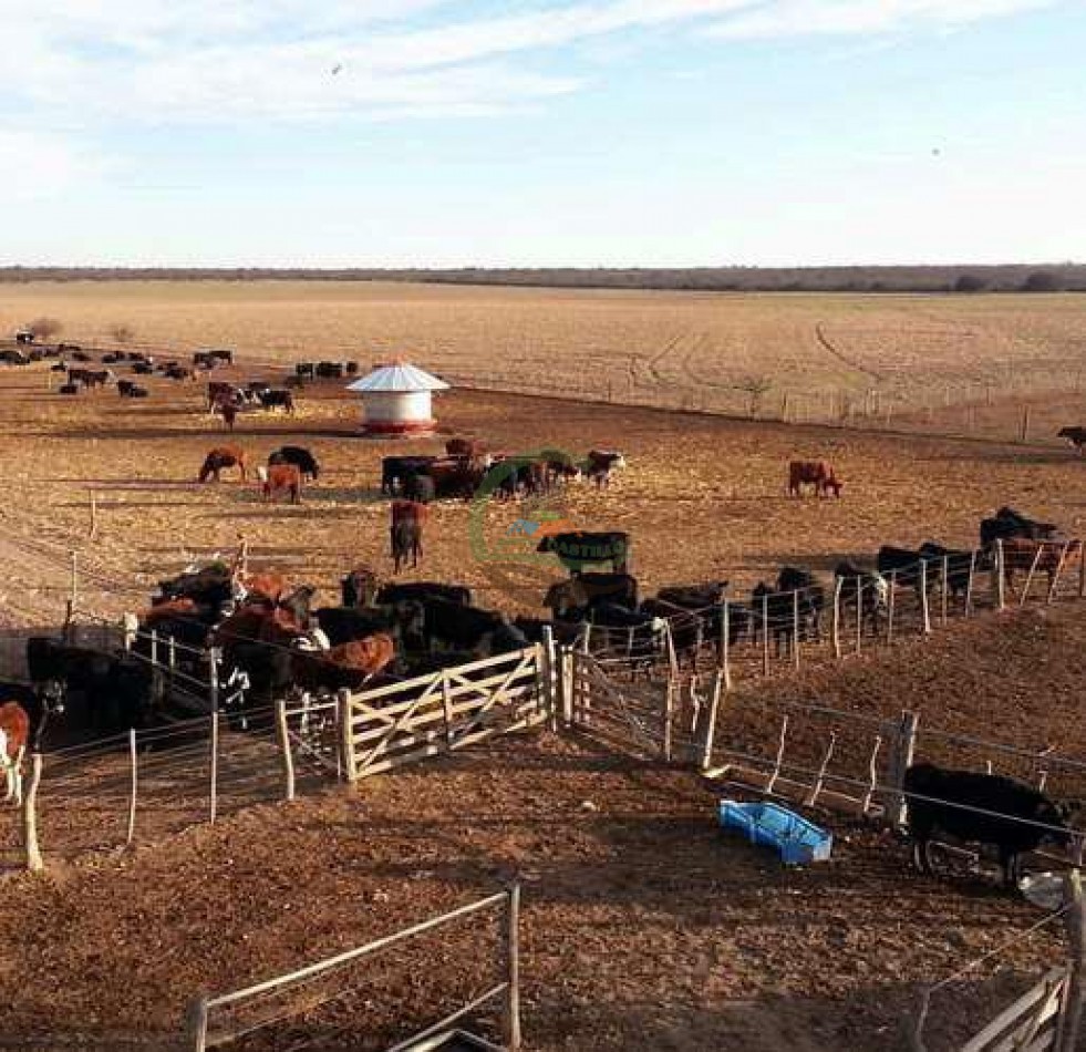 Frigorifico - con feedlot- Exportadora - La Adela - La Pampa