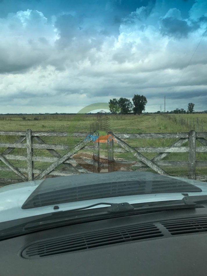 177 ha Mixtas - Pergamino 